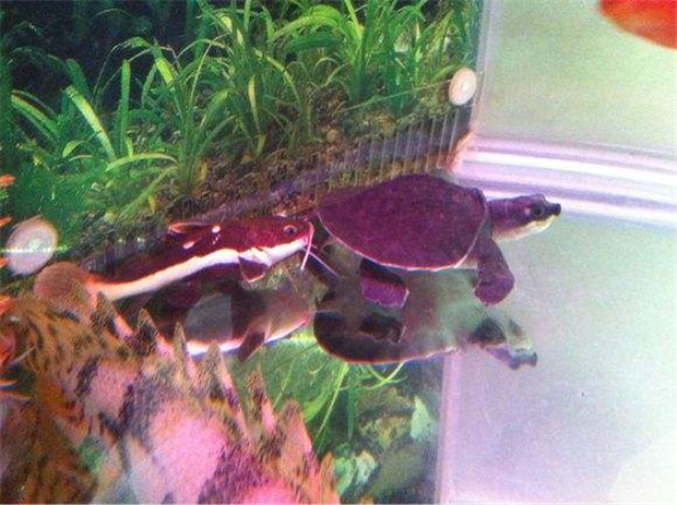 魚缸uv燈的最大作用就是殺菌